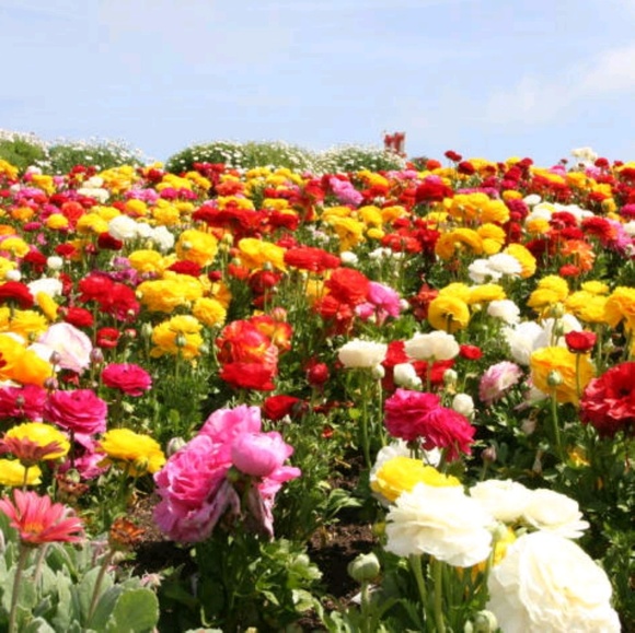 Meet your Posher, Sharon - Picture 1 of 1